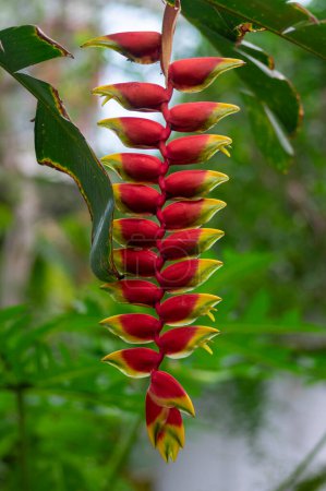 Téléchargez les photos : Heliconia rostrata strange beautiful tropical plant in bloom, flowering red and yellow flowers, green foliage, long stem - en image libre de droit