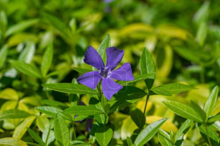 Foto de Vinca menor menor periwinkle flores en flor, plantas florecientes comunes periwinkle, flor rastrera ornamental de color púrpura azul - Imagen libre de derechos