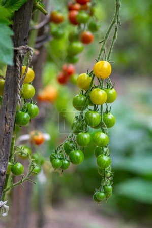 Téléchargez les photos : Mûrissement rouge et vert tomates savoureuses et comestibles fruits suspendus sur la plante de tomate, ingrédient de mode de vie savoureux et sain pour la cuisine - en image libre de droit