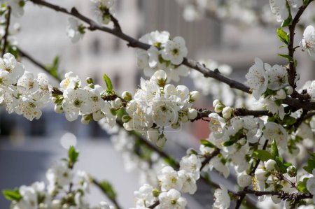 Téléchargez les photos : Prunus domestica italica greengages plums tree in bloom, beautiful rich flowering branches in sunny springtime - en image libre de droit