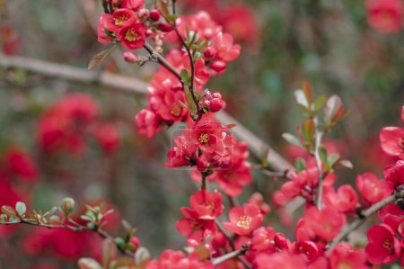 Photo for Chaenomeles japonica japanese maules quince flowering shrub, beautiful bright pink color flowers in bloom on springtime branches - Royalty Free Image