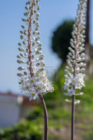 Téléchargez les photos : Drimia maritima grande plante à fleurs bulbeuse, courge de mer oignon maritime brillant petites fleurs blanches en fleurs - en image libre de droit
