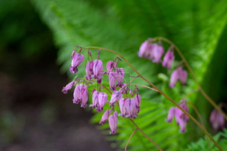 Photo for Dicentra eximia fringed bleeding heart beautiful springtime flowers in bloom, ornamental pink purple flowering plants on stem - Royalty Free Image