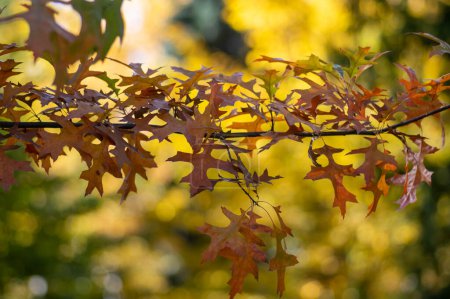 Foto de Quercus coccinea red orange yellow leaves during autumn season, ornamental tree in park - Imagen libre de derechos