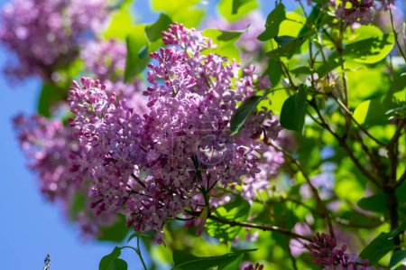 Syringa vulgaris violett violett blühender Strauch, Gruppen duftender Blüten auf blühenden Zweigen, gemeiner wilder Fliederbaum