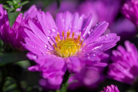 Téléchargez les photos : Symphyotrichum novi-belgii plante ornementale à fleurs, belles fleurs de pétales riches en automne d'été en fleurs - en image libre de droit