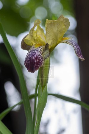 Foto de Iris sambucina colorida planta de primavera de flores altas, flores amarillas violetas blancas de iris perfumadas anciano en flor en tallo a la luz del sol - Imagen libre de derechos