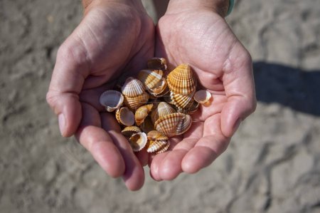 Foto de Cerastoderma edule berberberechos comunes conchas vacías en la playa de arena, patrón de fondo simplicidad en las luces del día en dos manos - Imagen libre de derechos