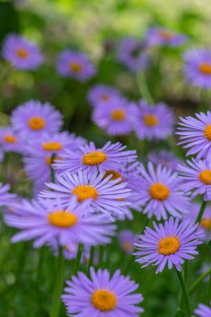 Foto de Aster tongolensis hermosas flores que cubren el suelo con pétalos violeta púrpura y centro naranja, planta con flores en flor en el jardín - Imagen libre de derechos