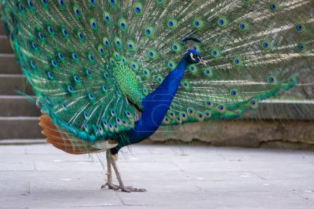 Photo for Pavo cristatus indian male peafowl showing beautiful colorful green and blue feathers, elegant bird in its common springtime ritual - Royalty Free Image