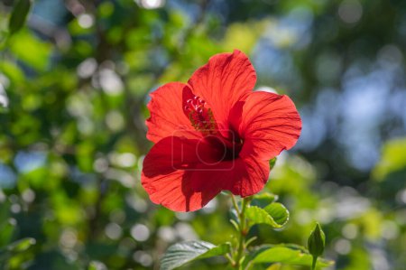 Photo for Hibiscus rosa-sinensis red flowering china rose tropical rose mallow plant, colorful bright flower in bloom, green leaves on branches - Royalty Free Image