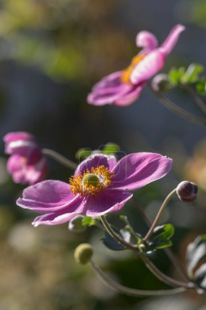 Téléchargez les photos : Anemone hupehensis praecox rose pétale simplicité plante à fleurs, Eriocapitella thimbleweed plantes ornementales à fleurs de vent dans le jardin - en image libre de droit
