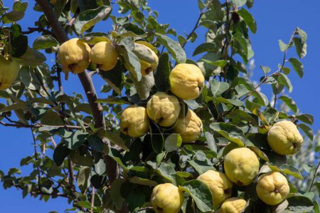 Photo for Cydonia oblonga quince ripening on the tree, fruits hanging on branches in orchard before harvesting - Royalty Free Image