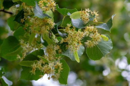 Photo for Tilia cordata linden tree branches in bloom, springtime flowering small leaved lime, green leaves in spring daylight - Royalty Free Image