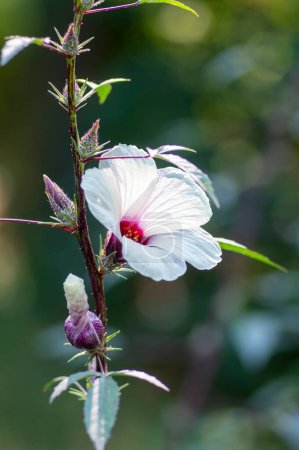 Foto de Hibiscus sabdariffa hermosas flores de pétalos blancos y morados oscuros en flor, rosa tropical de la planta con flores de Sharon en el subarbusto - Imagen libre de derechos