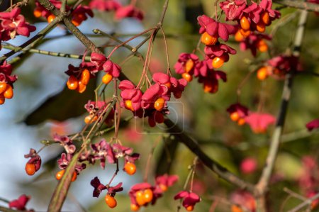 Foto de Euonymus europaeus huso común europeo maduración capsular frutos de otoño, de color rojo a púrpura o rosa con semillas de color naranja colgando en las ramas - Imagen libre de derechos