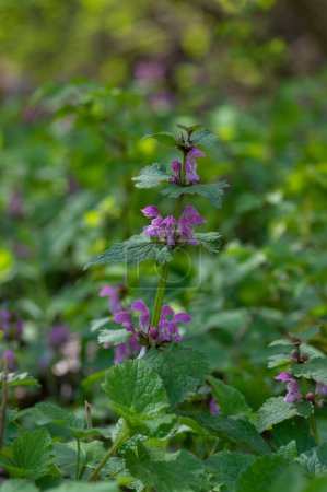 Photo for Lamium purpureum wild pink flowering purple dead-nettle flowers in bloom in the forest, group of flowering plants, green leaves - Royalty Free Image