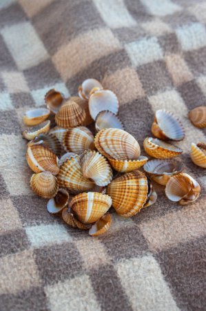 Foto de Cerastoderma edule berberberechos comunes conchas vacías en la playa de arena, patrón de fondo simplicidad en las luces del día en la manta marrón y beige - Imagen libre de derechos