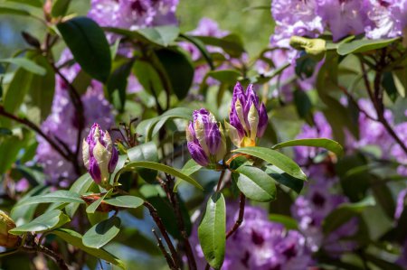 Téléchargez les photos : Rhododendron ponticum Blue Peter belle plante à fleurs arbuste, pourpre bleu lilas violet fleurs ornementales en fleurs sur les branches - en image libre de droit