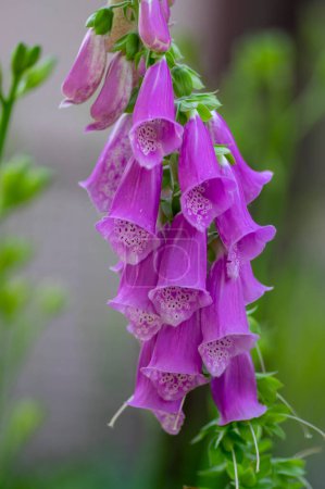Téléchargez les photos : Digitalis purpurea fleurs de gant de renard commun en fleur, belles plantes des bois pourpres à fleurs, tige verte haute - en image libre de droit