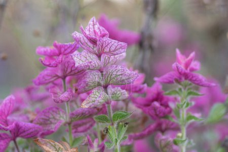 Téléchargez les photos : Belle sauge Salvia viridis florerin dans le jardin, groupe de feuilles orvales claires annuelles violet vif sur tige verte haute en fleur - en image libre de droit