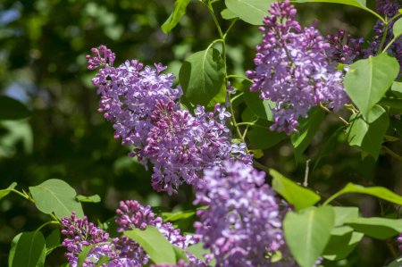 Photo for Syringa vulgaris violet purple flowering bush, groups of scented flowers on branches in bloom, common wild lilac tree branch - Royalty Free Image