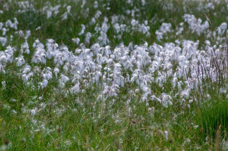 Téléchargez les photos : Eriophorum angustifolium plante à fleurs de l'herbe de coton commune, groupe de fleurs de carex de coton en fleurs sur prairie sauvage protégée naturelle - en image libre de droit