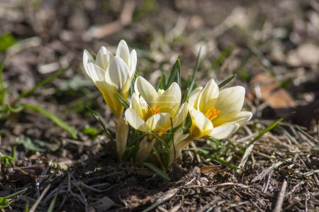 Photo for Bouquet of flowering crocus vernus light yellow white violet plants, group of color beautiful early spring flowers in bloom - Royalty Free Image
