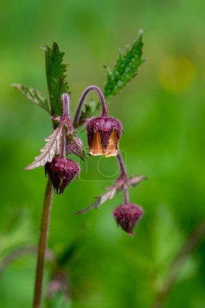 Photo for Geum rivale water avens wild flowering plant, purple red and yellow flowers in bloom, italy alps meadow - Royalty Free Image