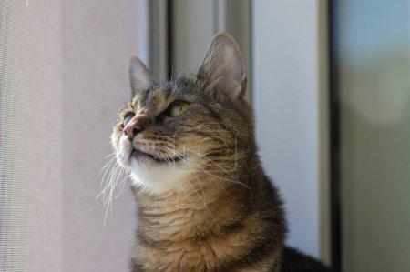 Foto de Doméstico lindo tigre gato sentado en ventana alféizar en abierto ventana y pensando - Imagen libre de derechos