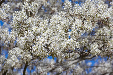 Téléchargez les photos : Amelanchier lamarckii arbuste à fleurs caduques, groupe de pétales blancs enneigés fleurs sur les branches en fleurs - en image libre de droit