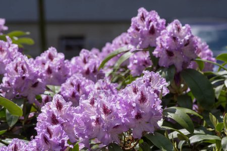 Photo for Rhododendron ponticum Blue Peter beautiful flowering plant shrub, puple blue lilac violet ornamental flowers in bloom on branches - Royalty Free Image