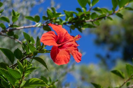 Téléchargez les photos : Hibiscus rosa-sinensis rose rose de Chine plante de mauve rose tropicale, fleur lumineuse colorée en fleurs, feuilles vertes sur les branches - en image libre de droit