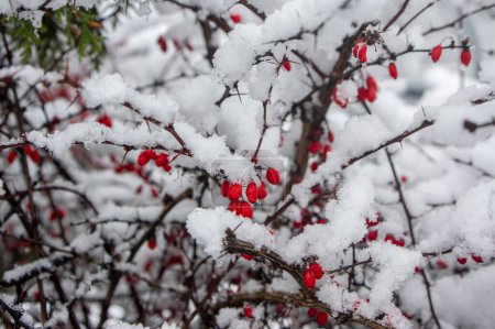 Foto de Berberis thunbergii arbusto de bayas Thunbergs japonés con frutos ovales maduros en ramas cubiertas de nieve fría blanca - Imagen libre de derechos