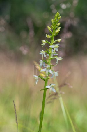 Téléchargez les photos : Platanthera bifolia fleurs sauvages blanches de petit papillon-orchidée en fleur, belles plantes d'orchidées de prairie à fleurs dans l'herbe verte - en image libre de droit