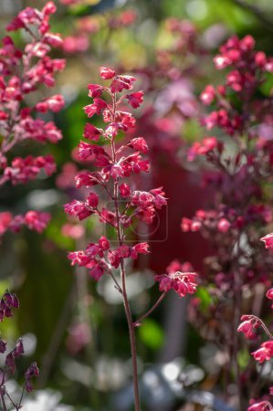 Foto de Heuchera sanguinea hermosa planta ornamental de floración de primavera, rosa brillante campanas de coral púrpura flores en flor en tallo alto - Imagen libre de derechos
