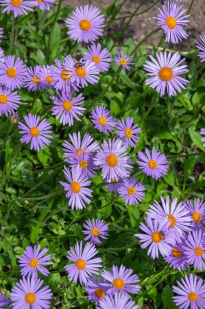Foto de Aster tongolensis hermoso suelo que cubre las flores con pétalos violeta púrpura y centro naranja brillante, plantas con flores en flor, textura de fondo - Imagen libre de derechos