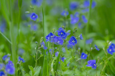Foto de Verónica chamaedrys germander speedwell planta con flores, pequeñas flores con pétalos azules profundos en flor, hojas verdes, creciendo en la hierba del prado - Imagen libre de derechos