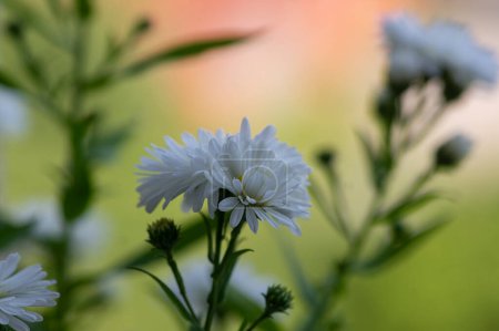 Foto de Symphyotrichum novi-belgii hermosa planta con flores, pétalo de flor completa blanca New York aster en flor, hojas verdes follaje con brotes - Imagen libre de derechos