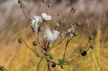 Foto de Anémona hupehensis praecox thimbleweed flores descoloridas planta semillas de color blanco brillante, flores de viento plantas en el jardín - Imagen libre de derechos