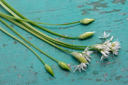 Photo for Allium ursinum wild bears garlic flowers in bloom, white ramsons buckrams flowering plants and green edible leaves on rustic vintage table - Royalty Free Image