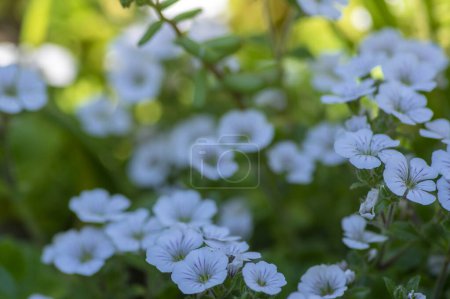 Photo for Gypsophila cerastoides ground covering white flowers in bloom, beautiful petal creeping flowering Chickweed Babys breath plant in the garden - Royalty Free Image