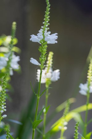 Foto de Physostegia virginiana alba planta de floración blanca, hermosa obediencia falsa dragonhead plantas ornamentales de floración, tallo alto con brotes en el jardín - Imagen libre de derechos