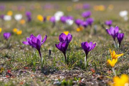 Téléchargez les photos : Champ de plantes de crocus vernus à fleurs, groupe de fleurs printanières colorées vives en fleur dans l'herbe - en image libre de droit