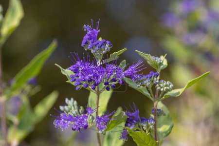 Photo for Caryopteris clandonensis bluebeard bright blue flowers in bloom, ornamental autumnal flowering plant with tall stem - Royalty Free Image