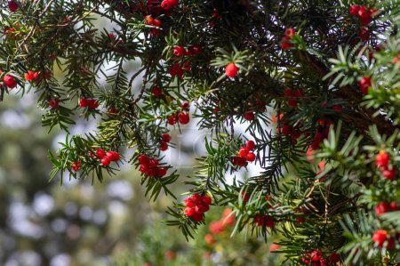 Photo for Taxus baccata European yew is conifer shrub with poisonous and bitter red ripened berry fruits in daylight - Royalty Free Image