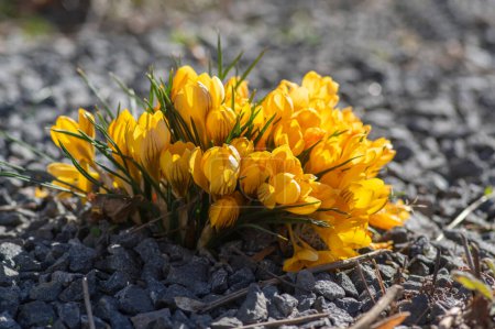 Foto de Ramo de flores crocus vernus Dorothy plantas de color amarillo brillante, grupo de hermosas flores de primavera temprana en flor - Imagen libre de derechos