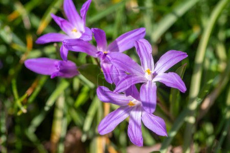 Photo for Scilla luciliae blue small springtime flowers in the grass, close up view bulbous flowering bright purple white violet plants - Royalty Free Image