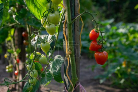 Foto de Maduración roja y verde tomates sabrosos y comestibles frutas que cuelgan de la planta de tomate, ingrediente de estilo de vida sabroso y saludable para cocinar - Imagen libre de derechos