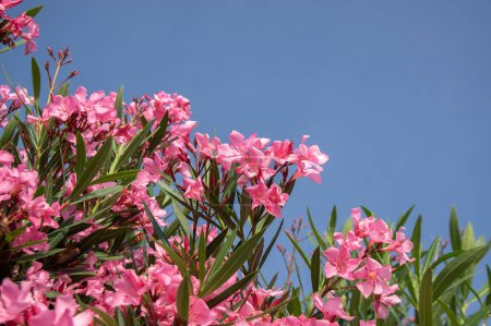 Nerium oleander flores de color rosa brillante en flor, hojas verdes en ramas de arbustos ornamentales a la luz del día